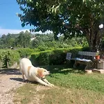 The Near The