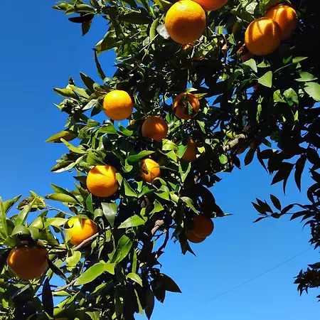 Alpehytte The Near The